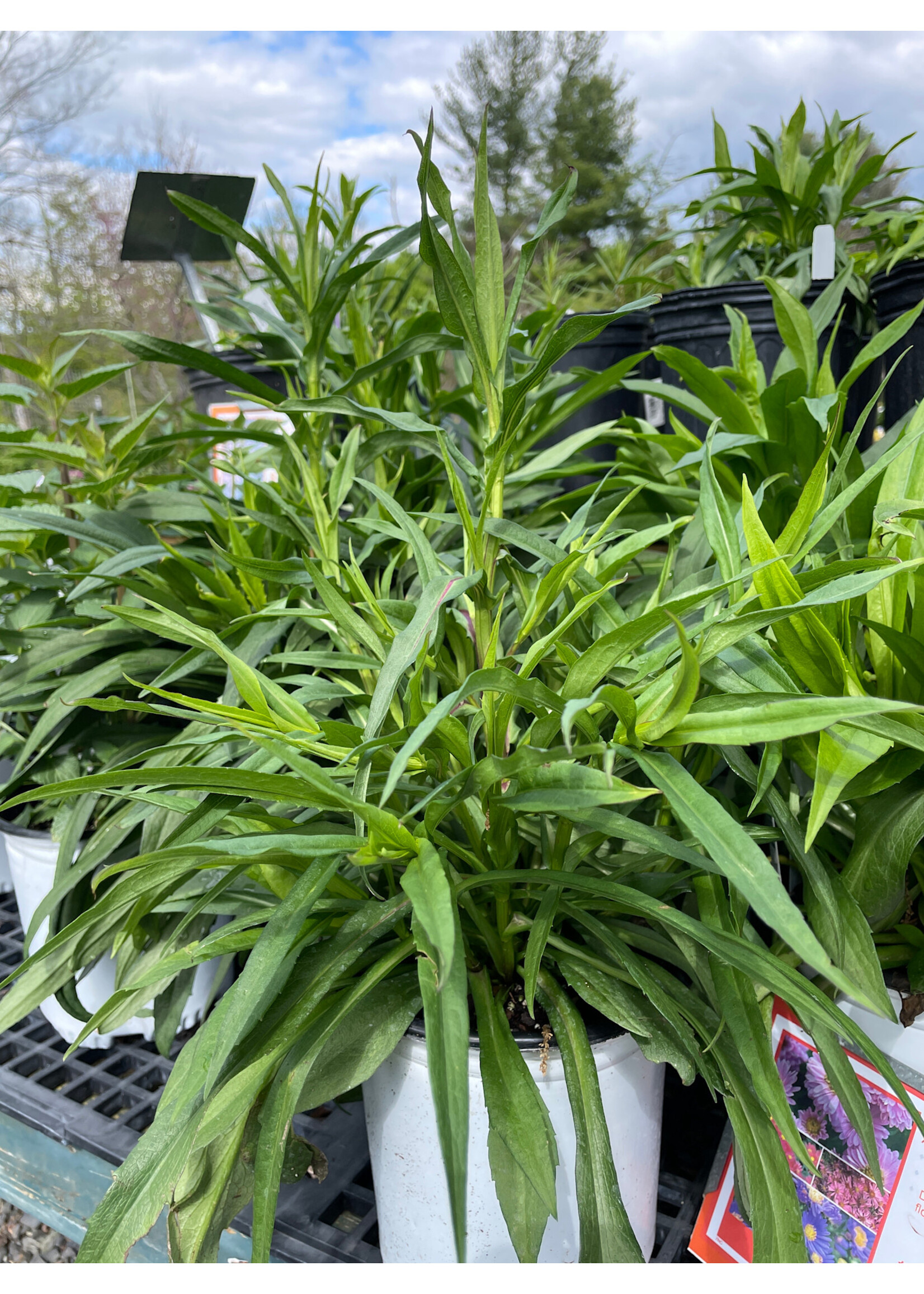 Aster novi-belgii Aster, New Hybrids, #1 Container
