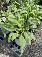 Berlandiera lyrata, Chocolate flower  #1 Container