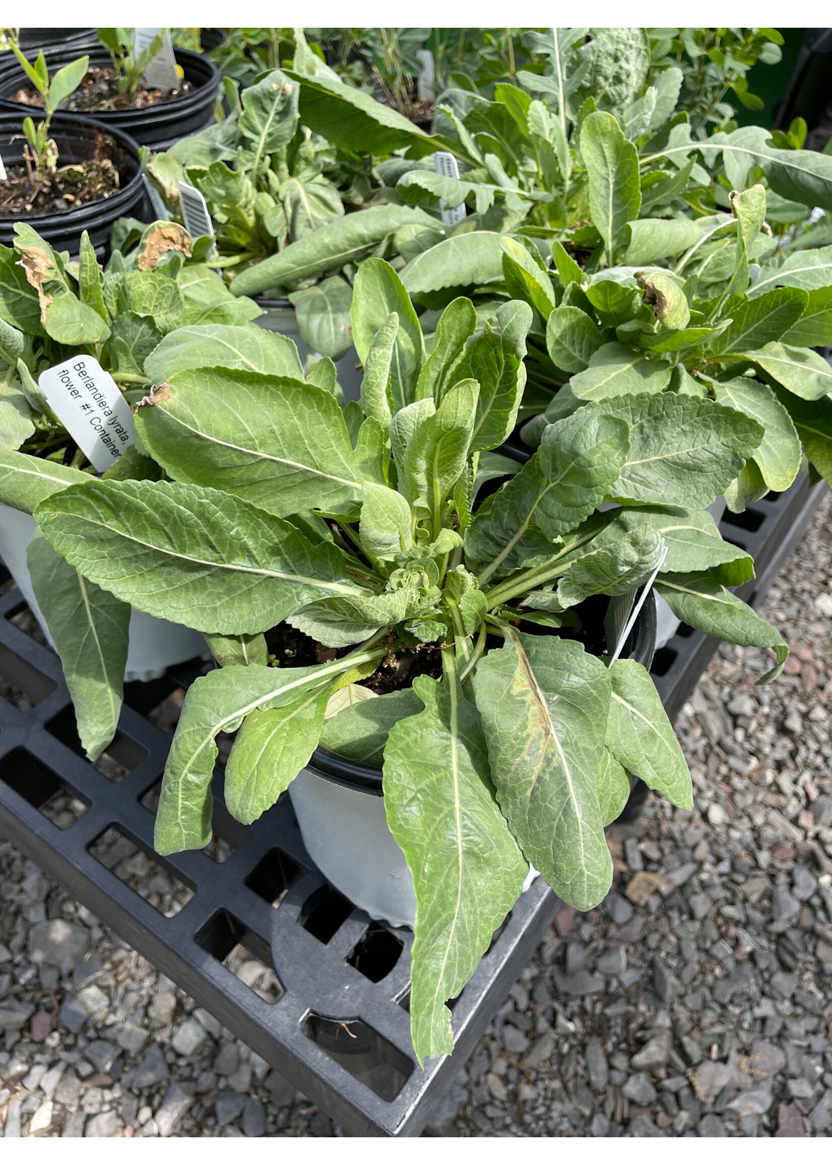 Berlandiera lyrata, Chocolate flower  #1 Container