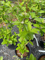 Cornus stolon. Bud's Yellow Dogwood - Yellow Twig, Bud's Yellow, #3
