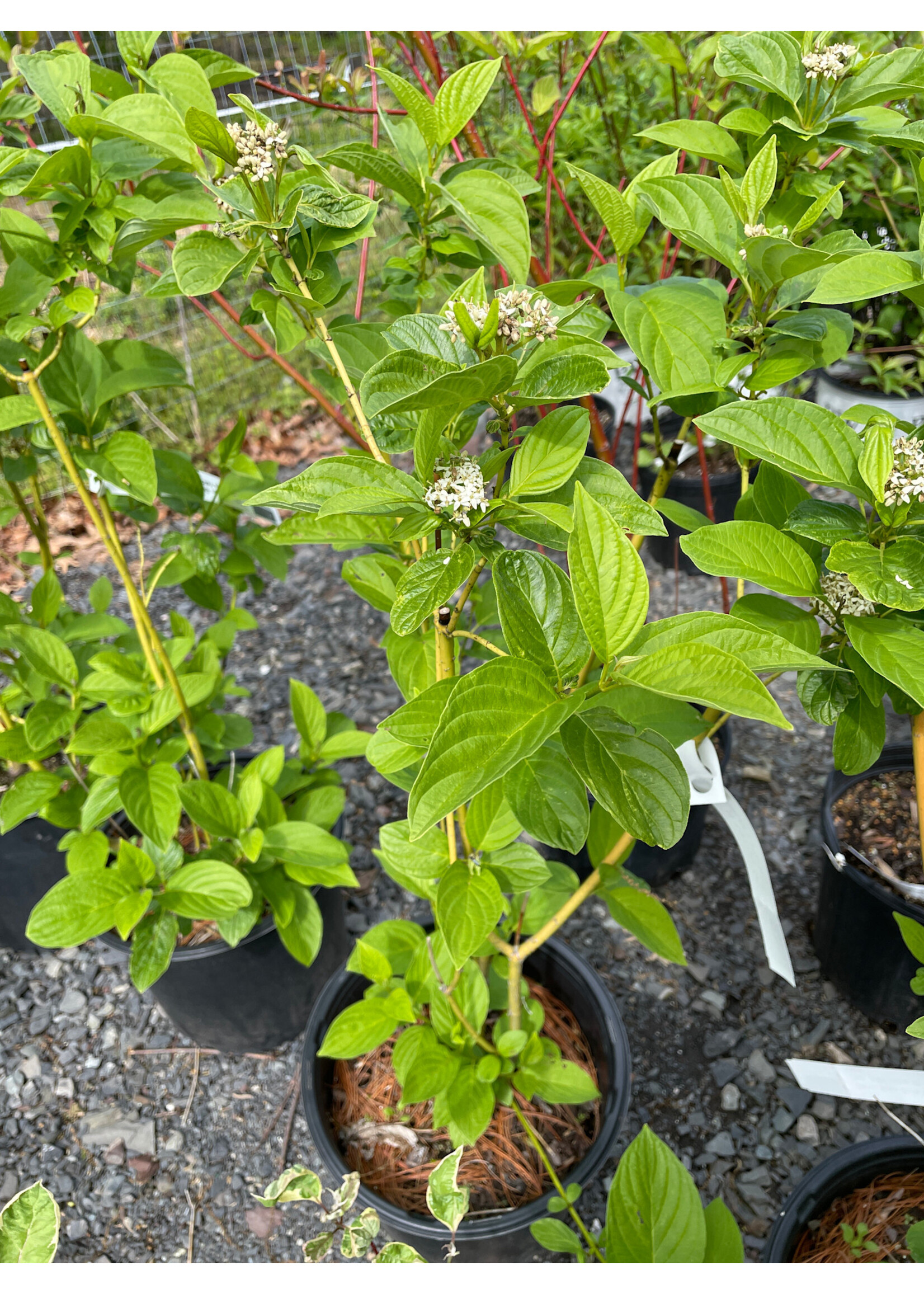 Cornus stolon. Bud's Yellow Dogwood - Yellow Twig, Bud's Yellow, #3