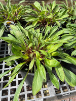 Silene virginica, the fire pink #1 cont.