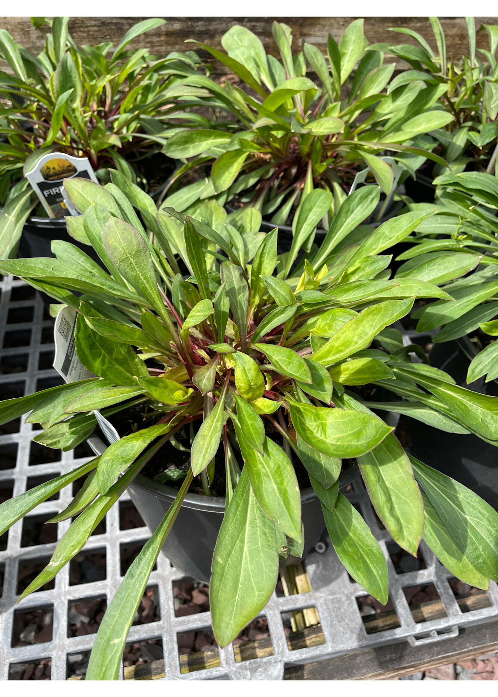 Silene virginica, the fire pink #1 cont.