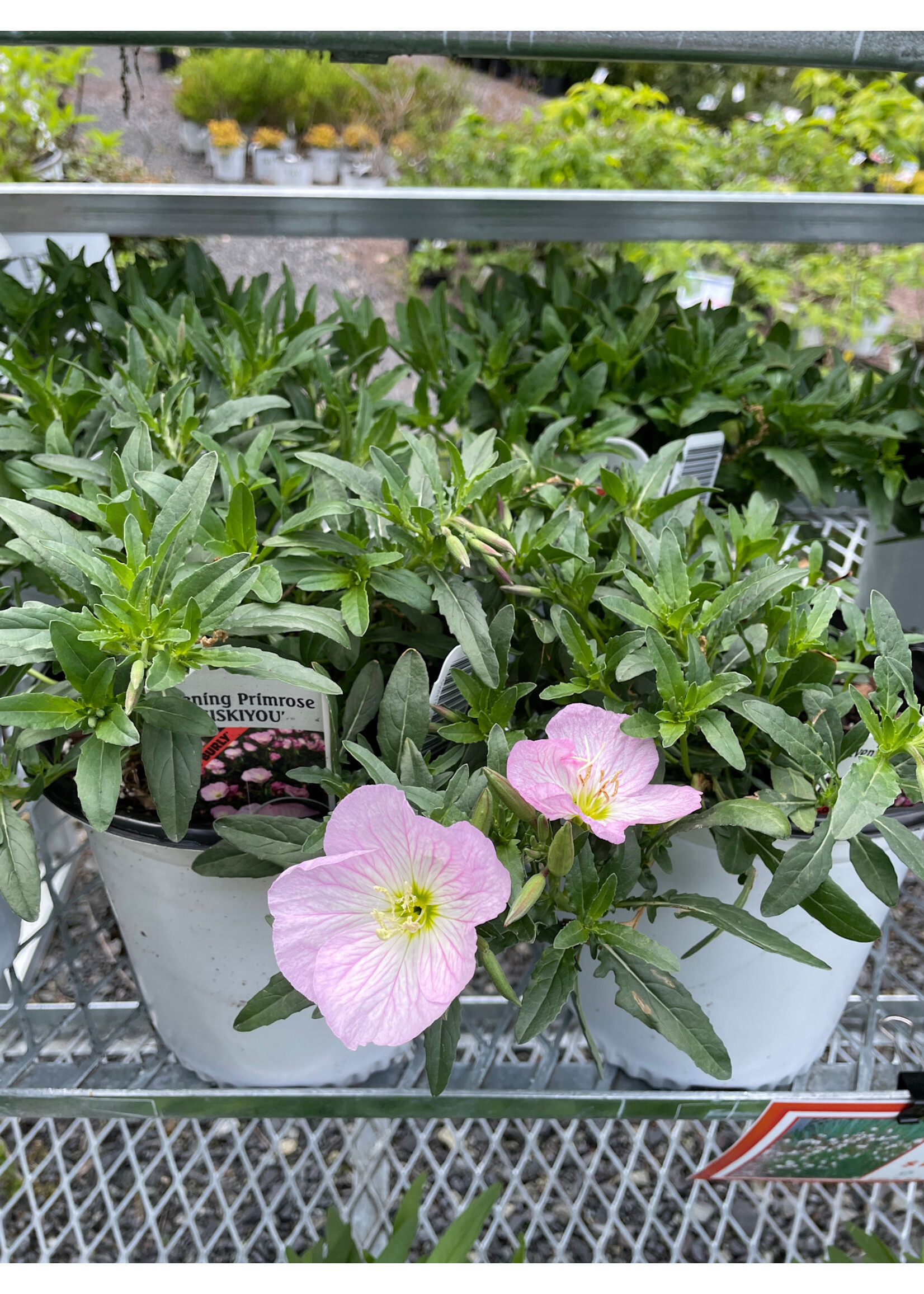 Oenothera berlandieri Siskiyou Pink Gaura, Siskiyou Pink, #1