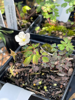 Spring Ephemerals Enemion biternatum, False Rue-Anemone QT
