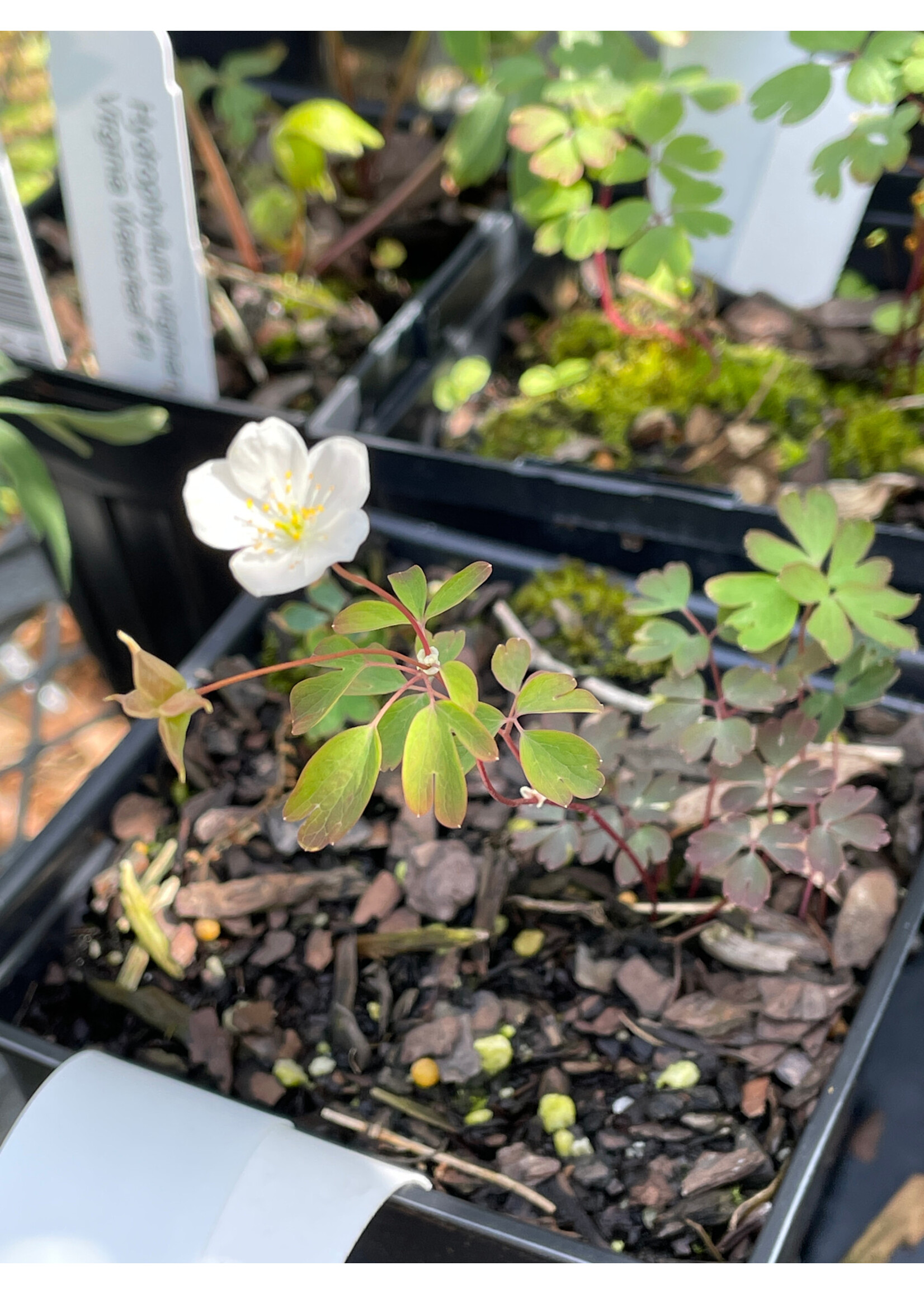 Spring Ephemerals Enemion biternatum, False Rue-Anemone QT