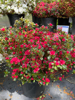 Azalea Hino Crimson Azalea Hino Crimson, #3