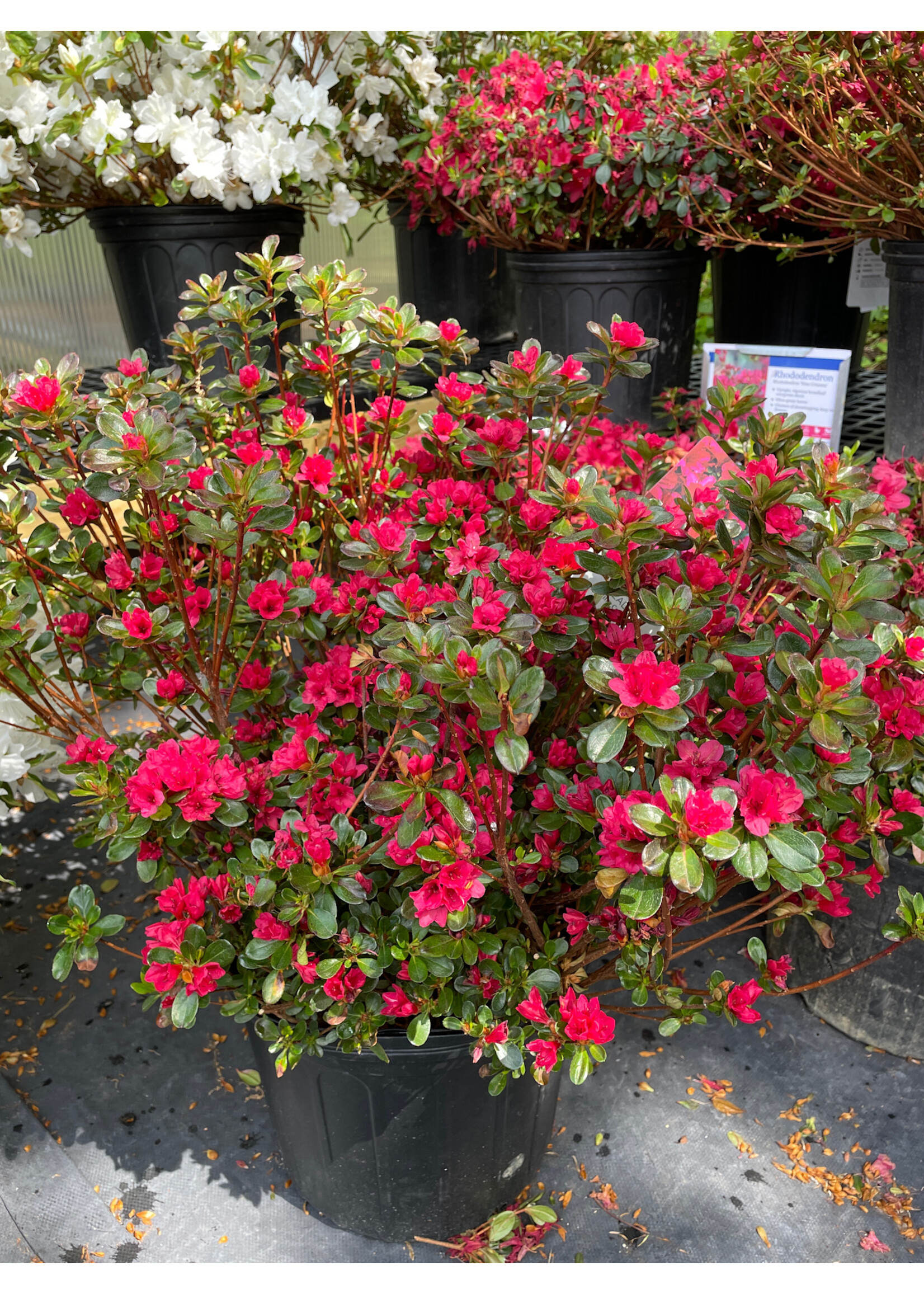 Azalea Hino Crimson Azalea Hino Crimson, #3