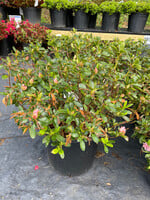 Azalea Nancy Azalea,  #3