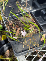 Spring Ephemerals Claytonia virginiana, Spring Beauty qt.