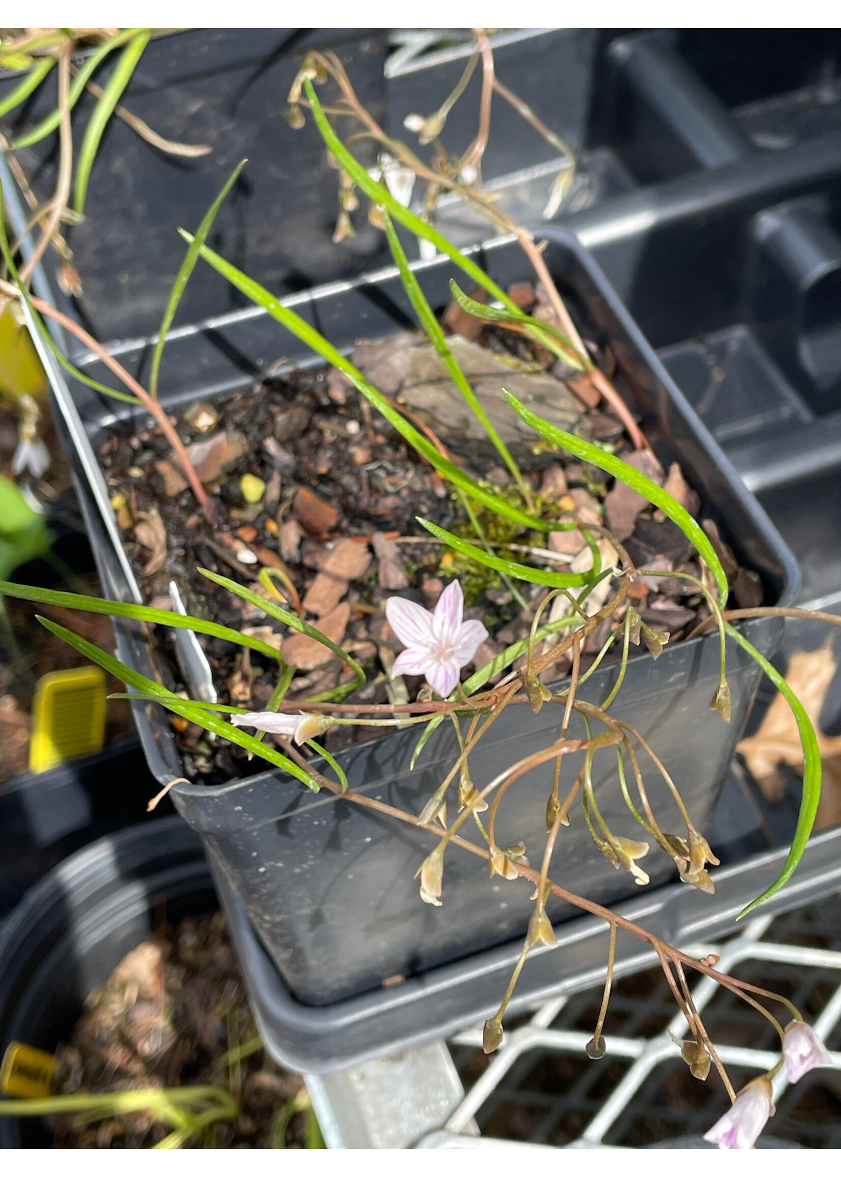 Spring Ephemerals Claytonia virginiana, Spring Beauty qt.