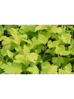 Physocarpus opul. Nugget Ninebark,  #3