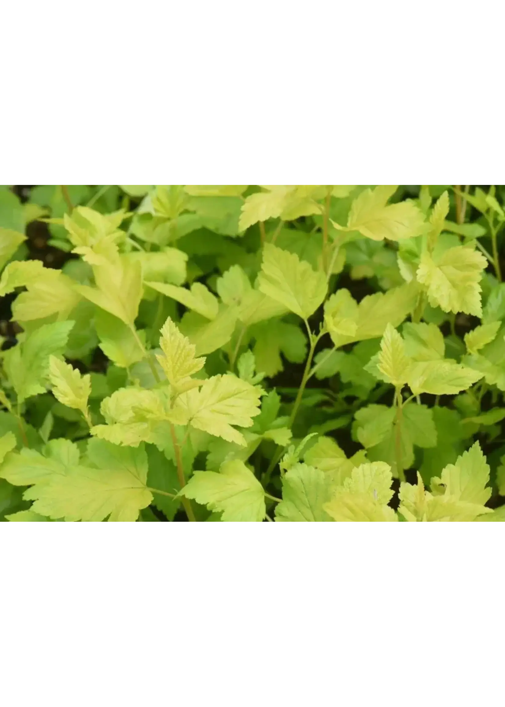 Physocarpus opul. Nugget Ninebark,  #3