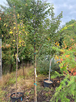 Zelkova serrata Green Vase Zelkova - Japanese, Green Vase, #15