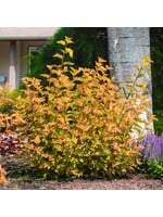 Physocarpus opulifolius ‘LP1‘, Savannah Sunset Ninebark