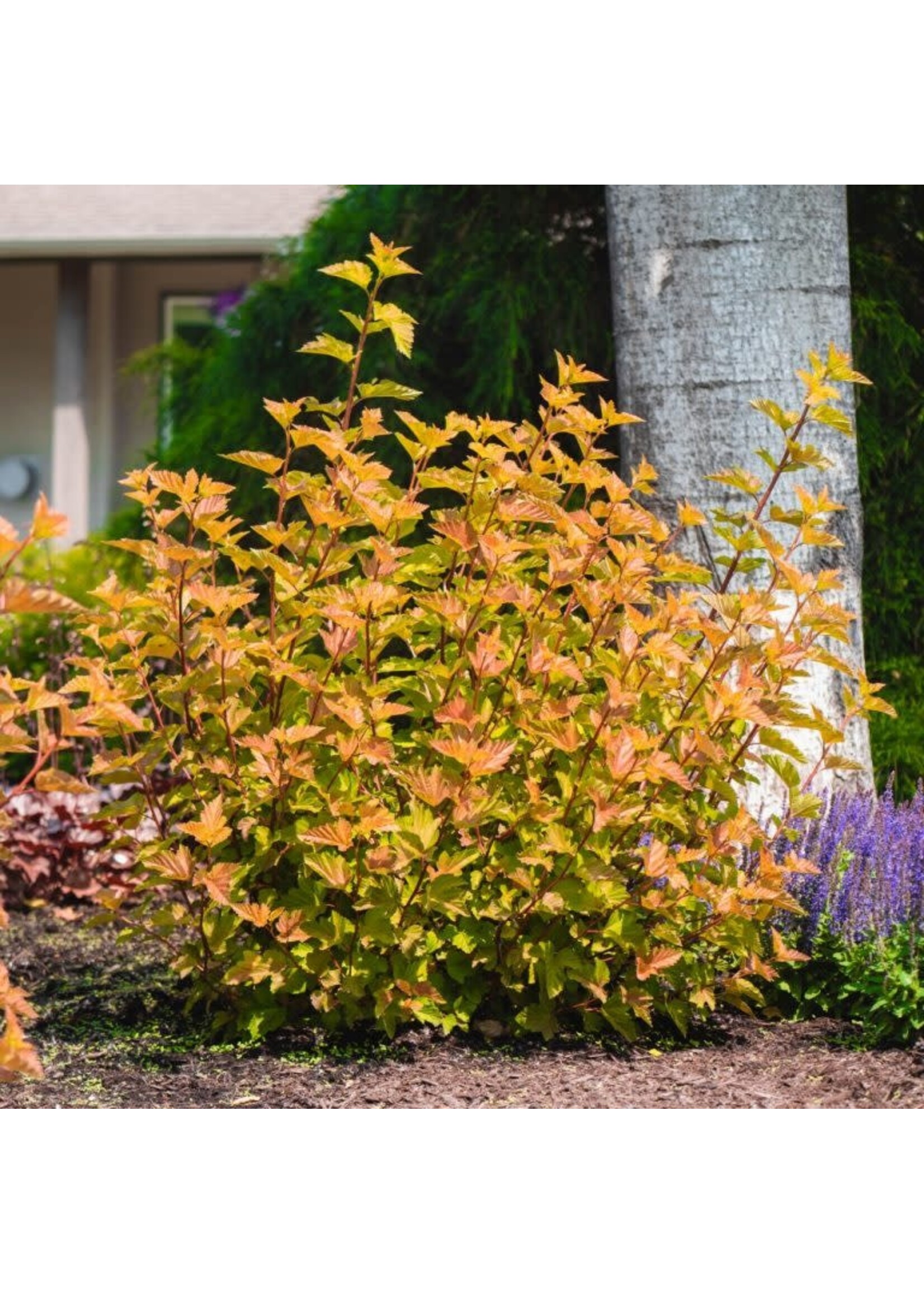 Physocarpus opulifolius ‘LP1‘, Savannah Sunset Ninebark