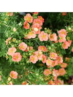 Potentilla frut. Happy Face Orange  Bush Cinquefoil, Happy Face orange, #3