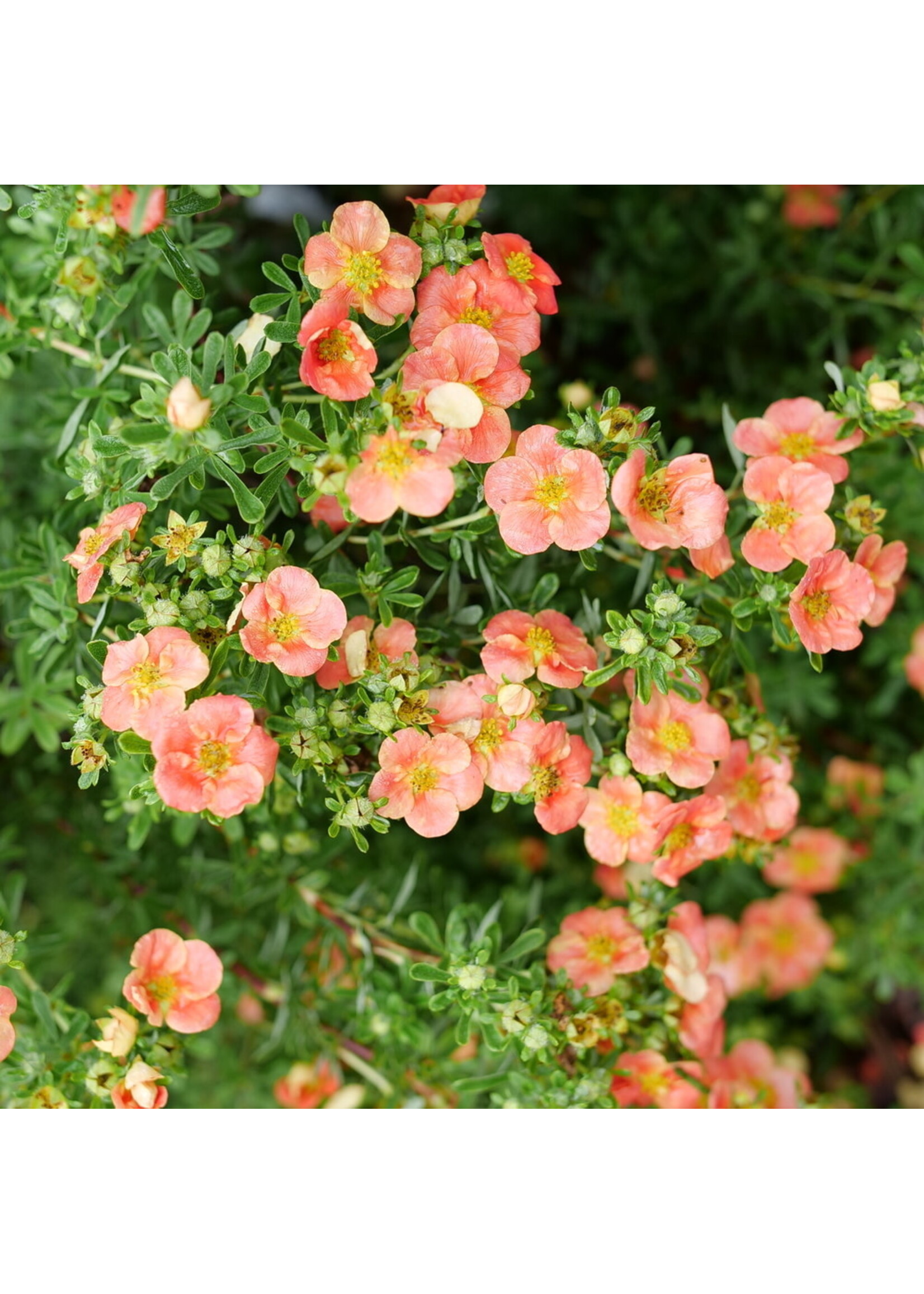 Potentilla frut. Happy Face Orange  Bush Cinquefoil, Happy Face orange, #3