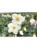 Helleborus, Mont Blanc Lenten Rose,  #1
