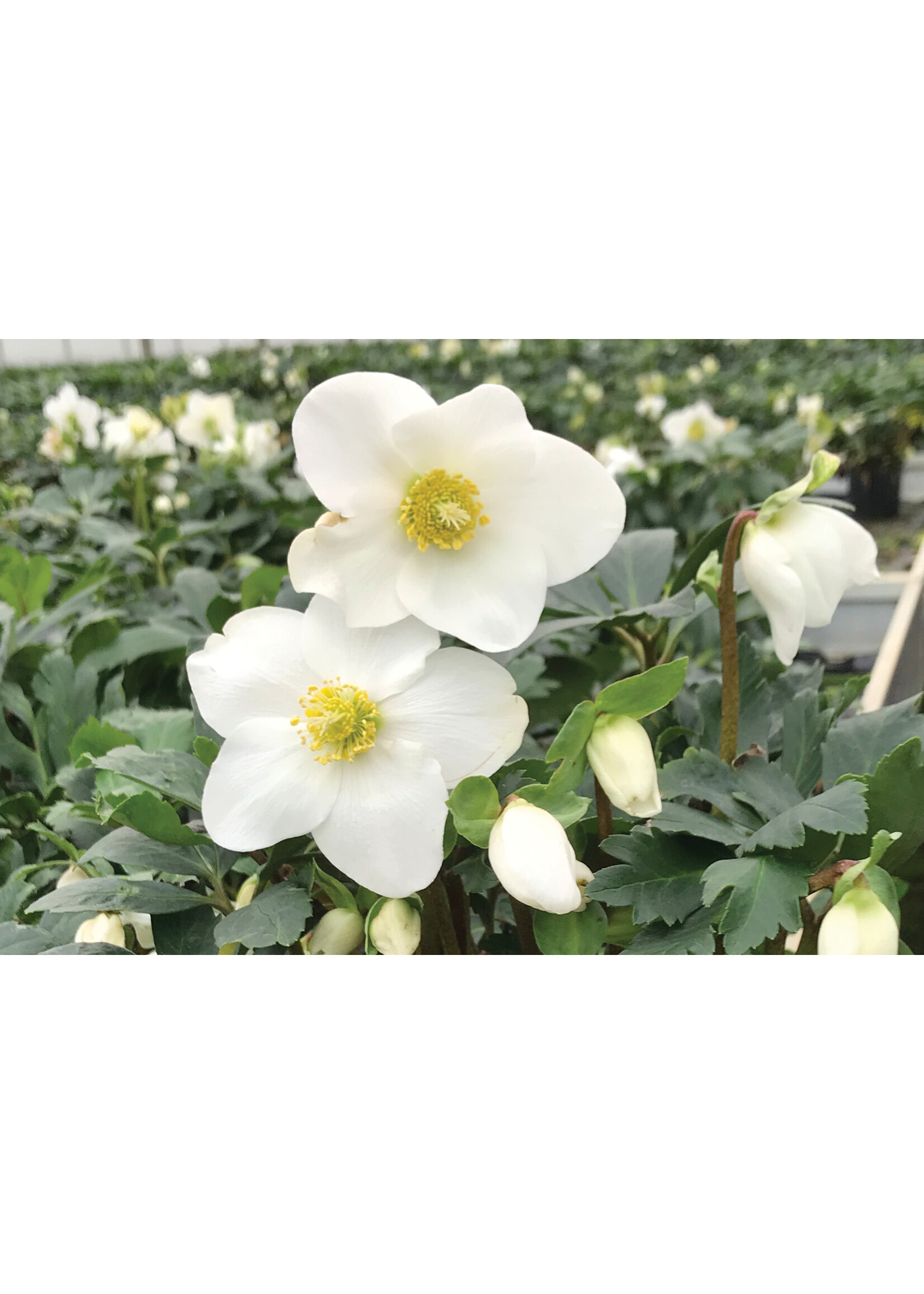 Helleborus, Mont Blanc Lenten Rose,  #1