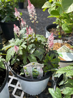 Tiarella Pink Skyrocket Foamflower, #1