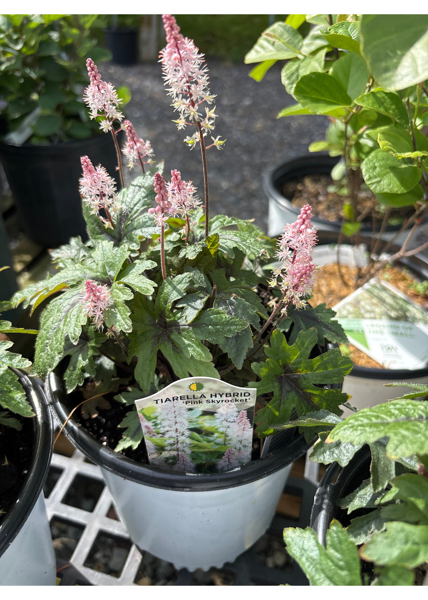 Tiarella Pink Skyrocket Foamflower, #1