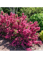 Weigela florida Sonic Punch, Weigela, Sonic Bloom Punch, #3
