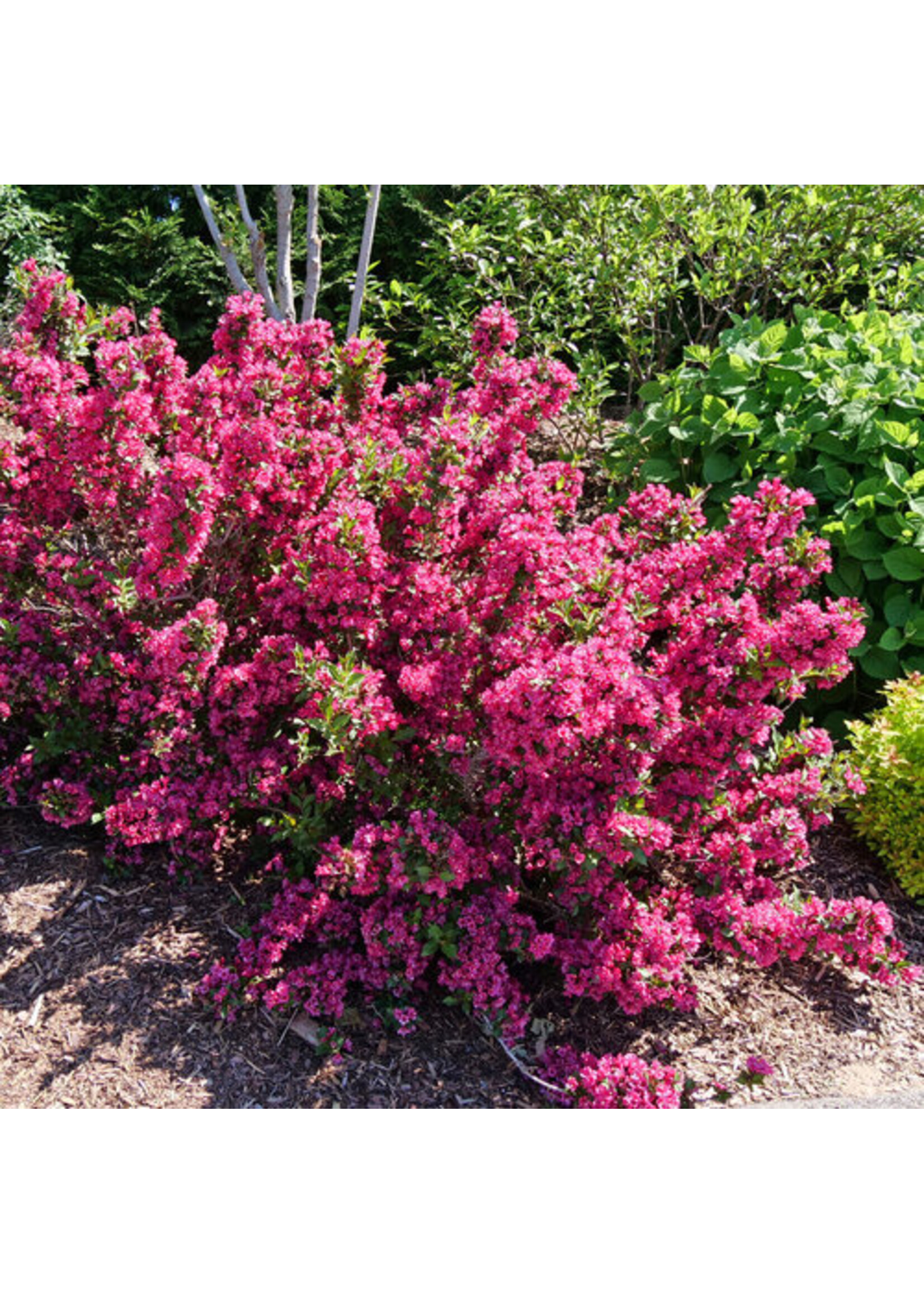 Weigela florida Sonic Punch, Weigela, Sonic Bloom Punch, #3