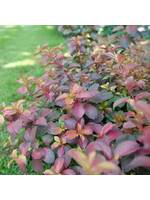 Weigela florida Midnight Sun, #3