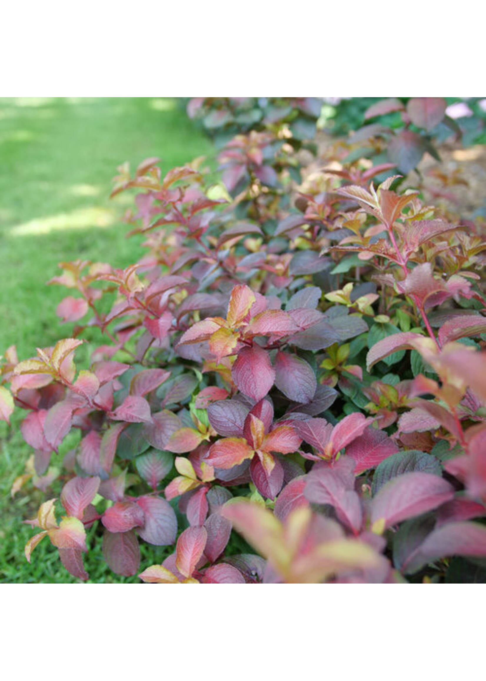 Weigela florida Midnight Sun, #3