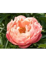 Paeonia sp. Peony, Coral Charm, #2