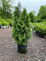 Thuja occ. Smaragd Arborvitae - American, Emerald Green, #3 container