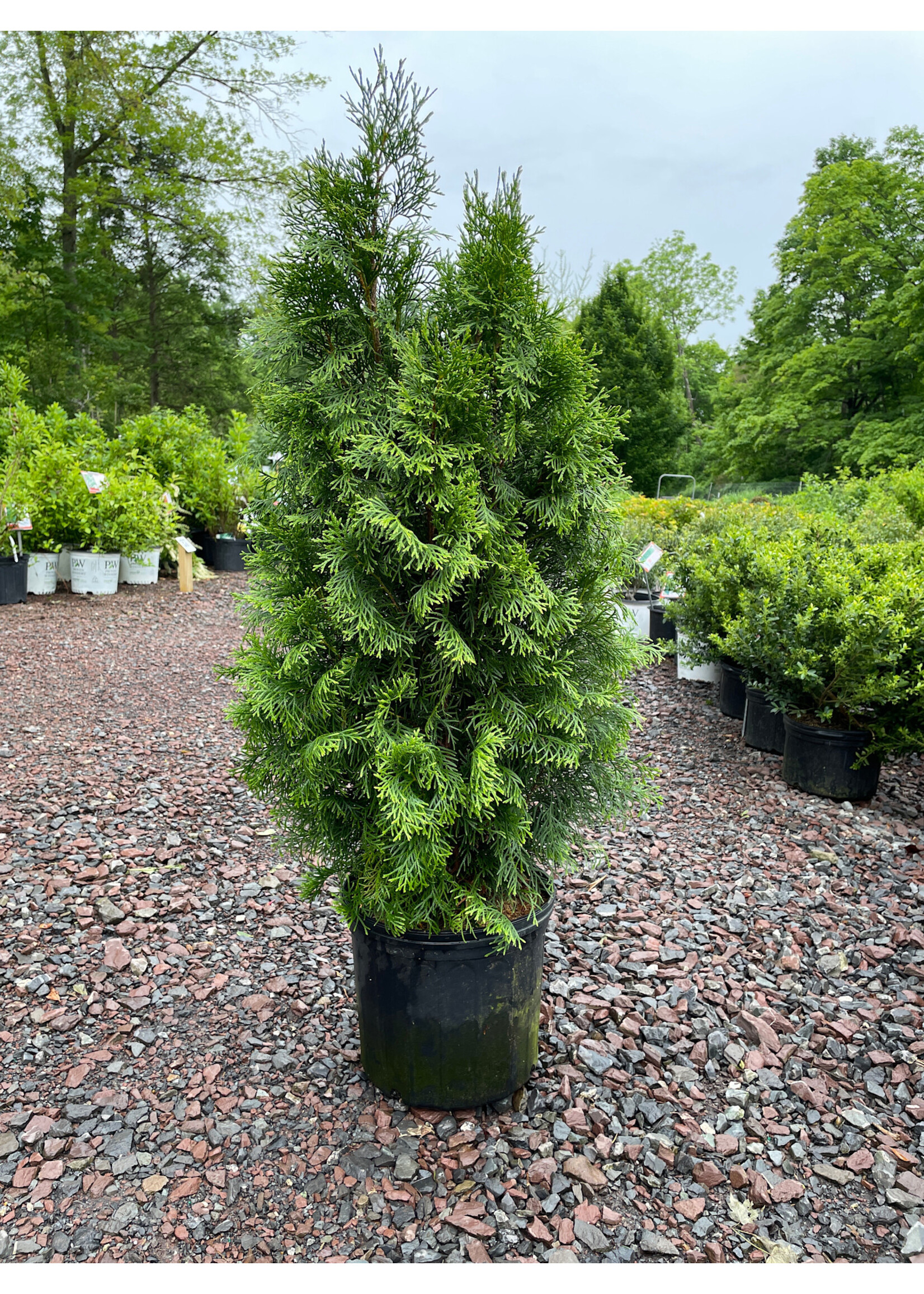 Thuja occ. Smaragd Arborvitae - American, Emerald Green, #3 container