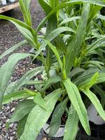 Symphyotrichum (Aster) laeve, Smooth Aster #1
