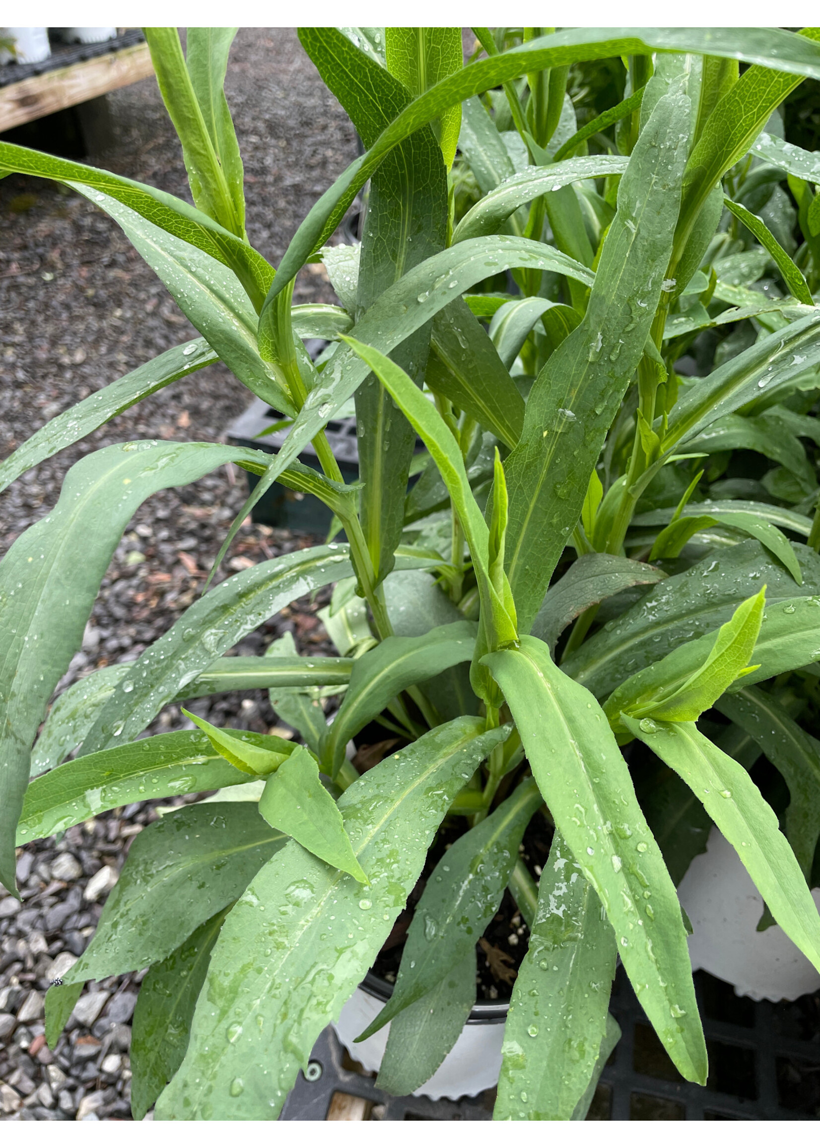Symphyotrichum (Aster) laeve, Smooth Aster #1