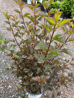 Physocarpus opul. Ninebark, Summer wine , #3
