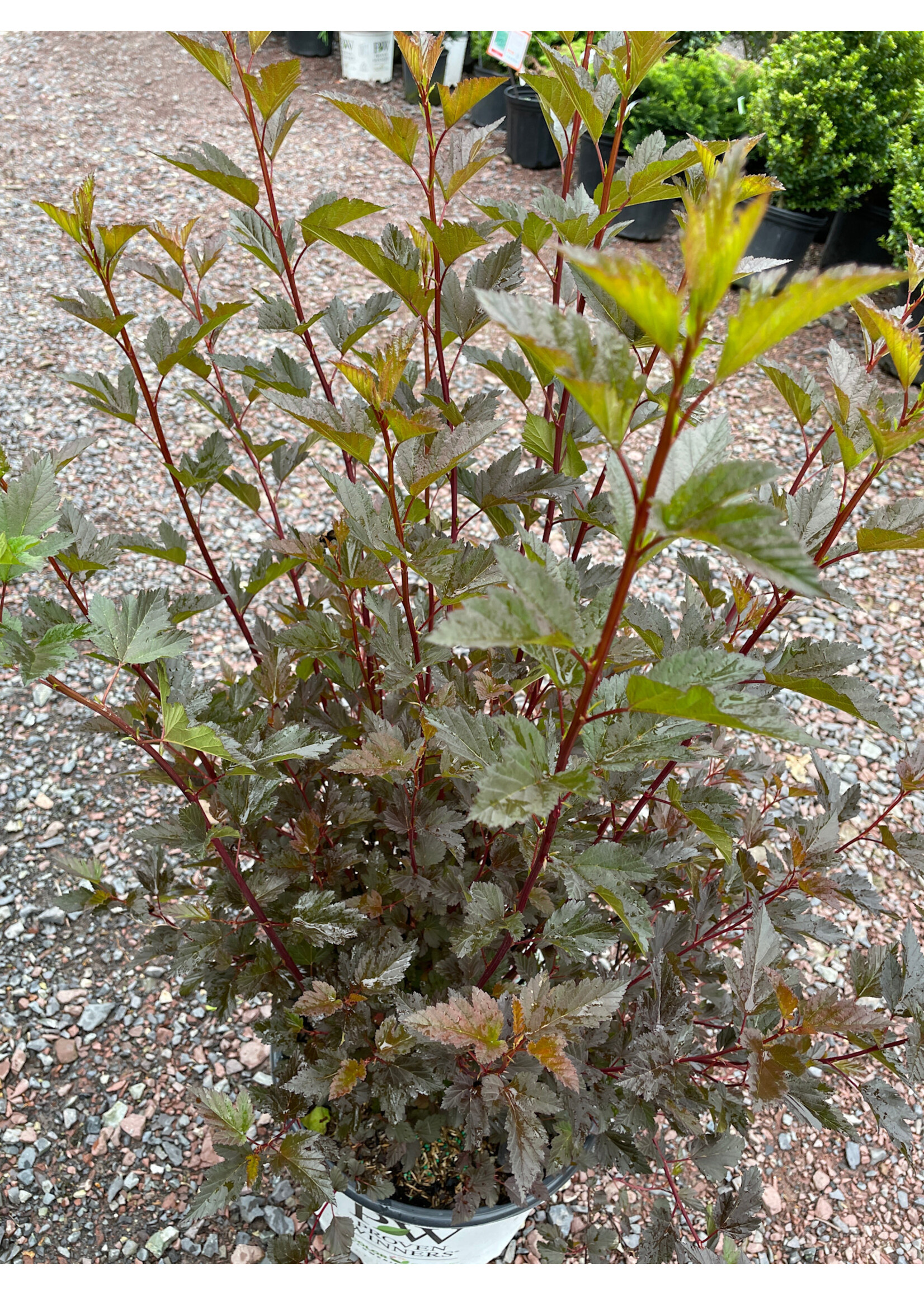 Physocarpus opul. Ninebark, Summer wine , #3