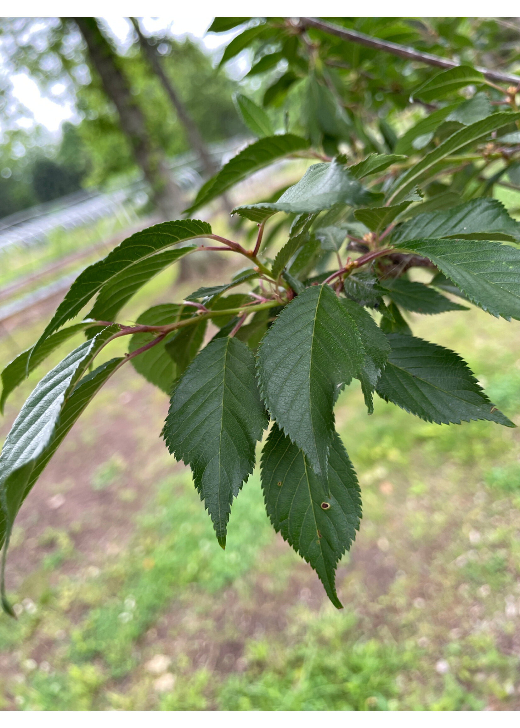 Prunus x Okame Cherry - Okame, #15