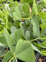 BAPTISIA LUNAR ECLIPSE , False Indigo #1