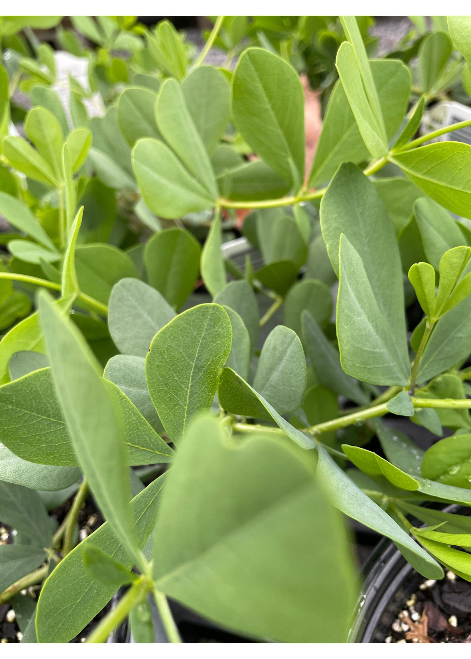 BAPTISIA LUNAR ECLIPSE , False Indigo #1