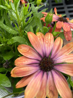 Osteospermum assorteed 4.5"