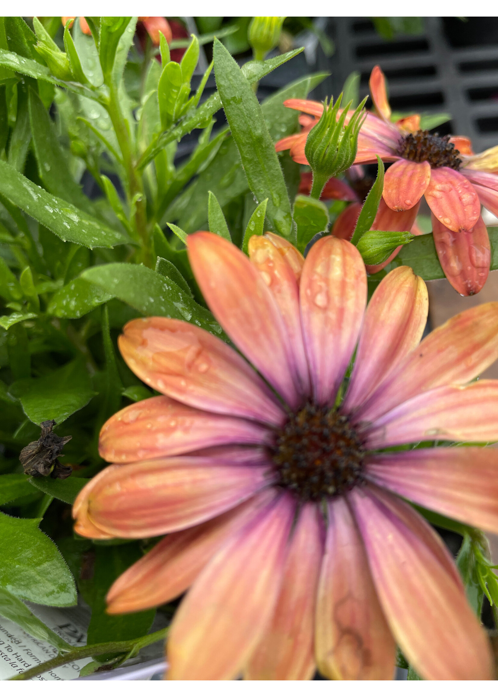 Osteospermum assorteed 4.5"
