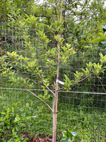 Malus Gala Apple, Gala , #5