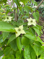Cornus kousa Milky Way Dogwood - Kousa, Milky Way, #7