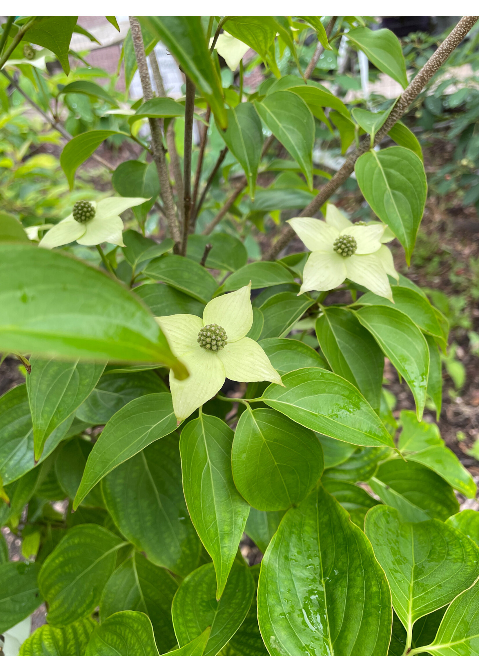Cornus kousa Milky Way Dogwood - Kousa, Milky Way, #7
