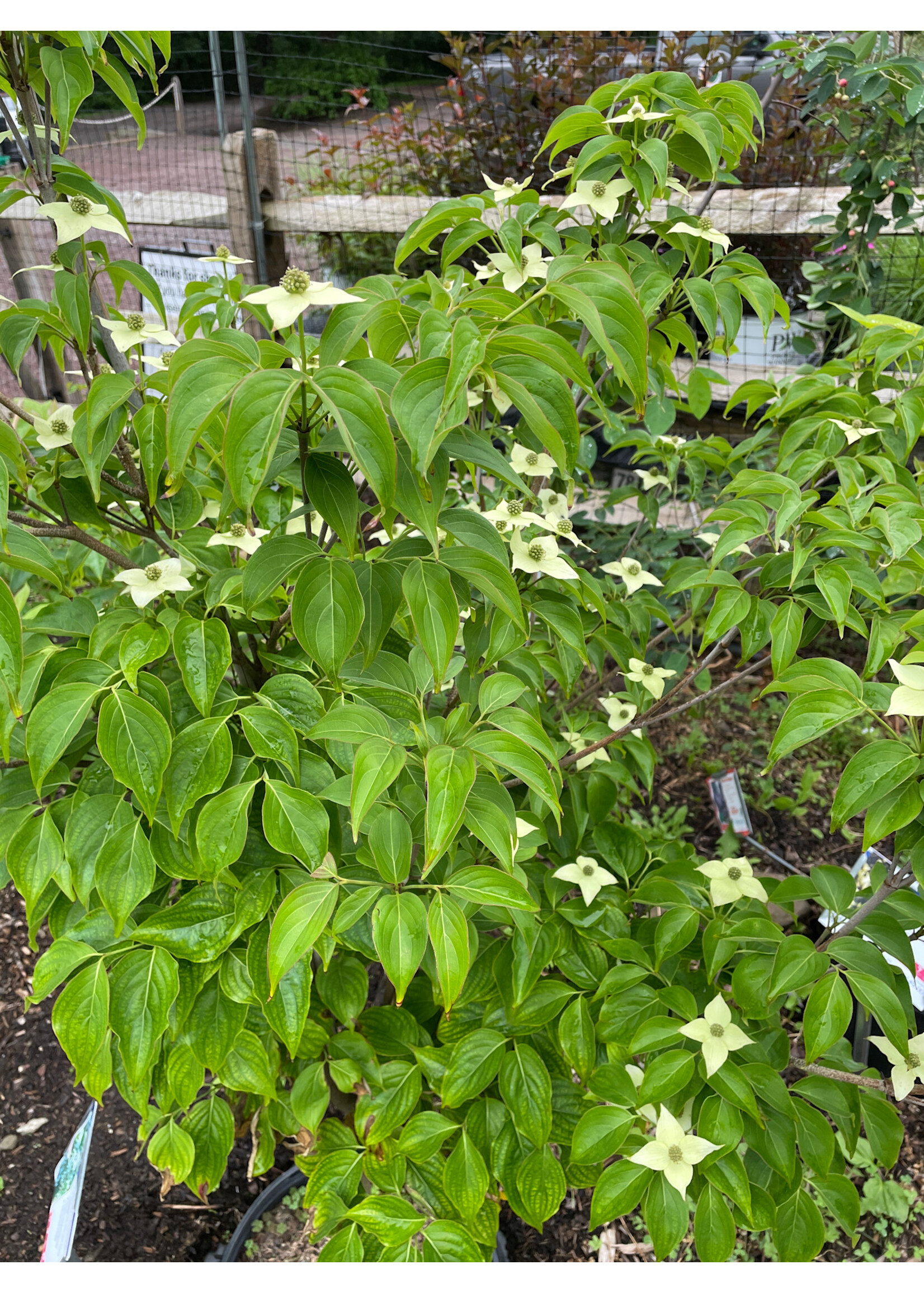 Cornus kousa Milky Way Dogwood - Kousa, Milky Way, #7