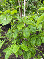 Cornus florida Karen's Appalach Dogwood -Pink Flowering, Karen's Appalachian Blush, #7