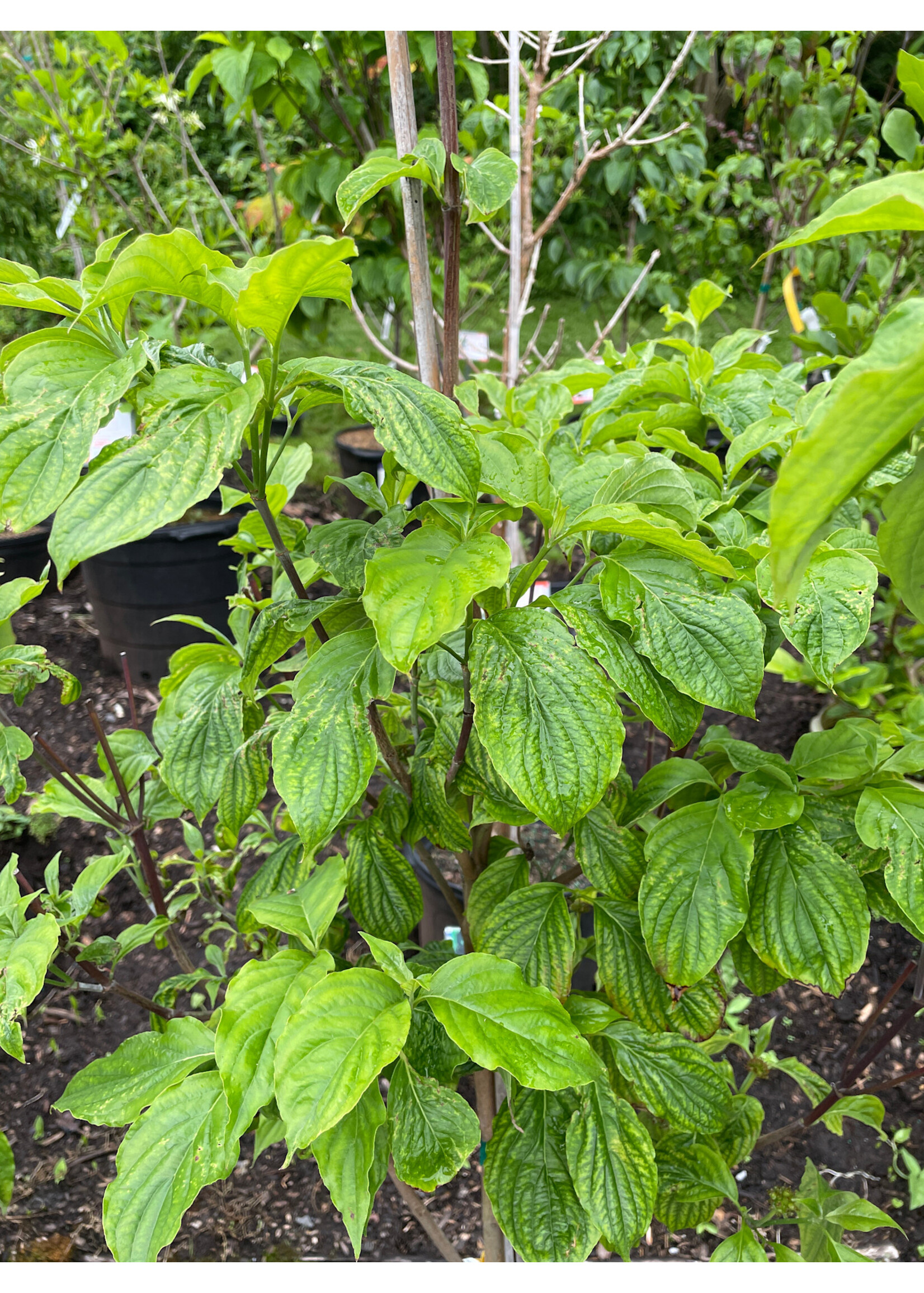 Cornus florida Karen's Appalach Dogwood -Pink Flowering, Karen's Appalachian Blush, #7