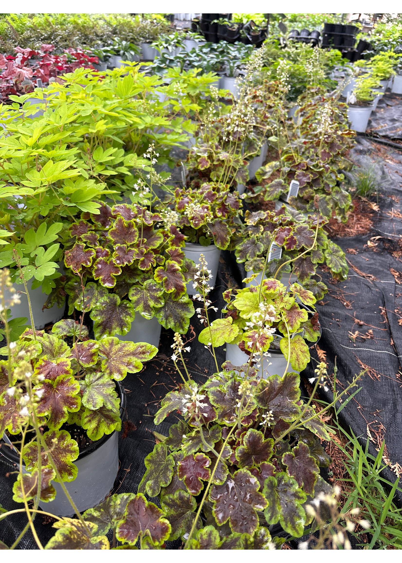 Heucherella Solar Eclipse #1