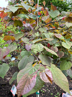Cercis can. Purple Rain Redbud - Eastern Weeping, #7